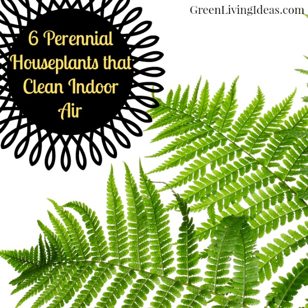 6 Perennial Houseplants that Clean Indoor Air