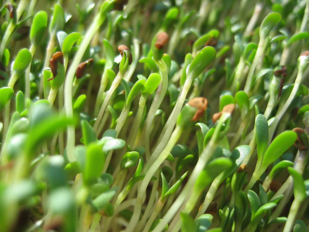 5 Best types of sprouts and their health benefits, sprouting mung beans